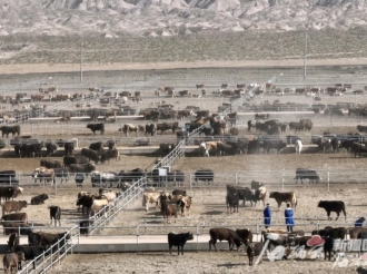 国家支持新疆优质畜产品产业集群建设